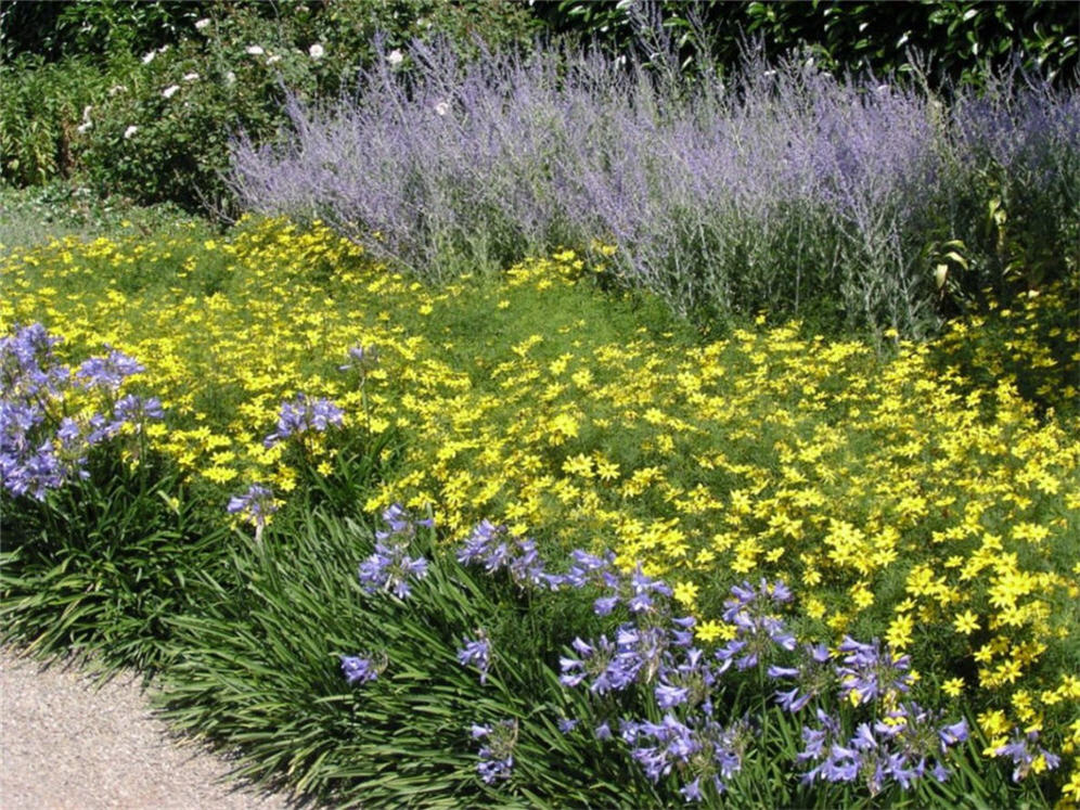 Yellow and Blue Brightness