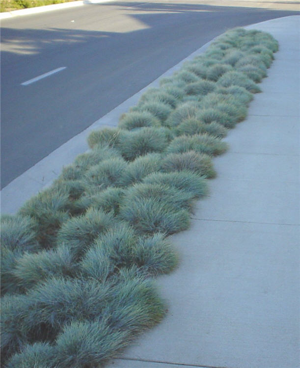 Blue Fescue Grass