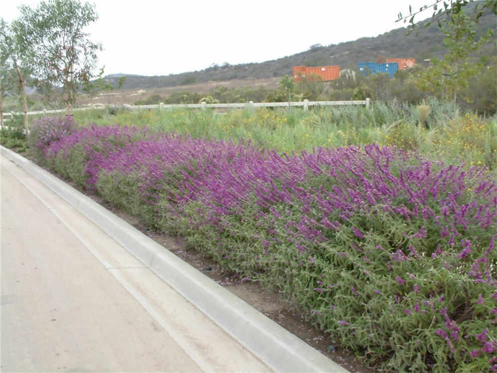 Mexican Sage