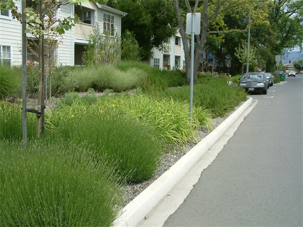 Lavenders