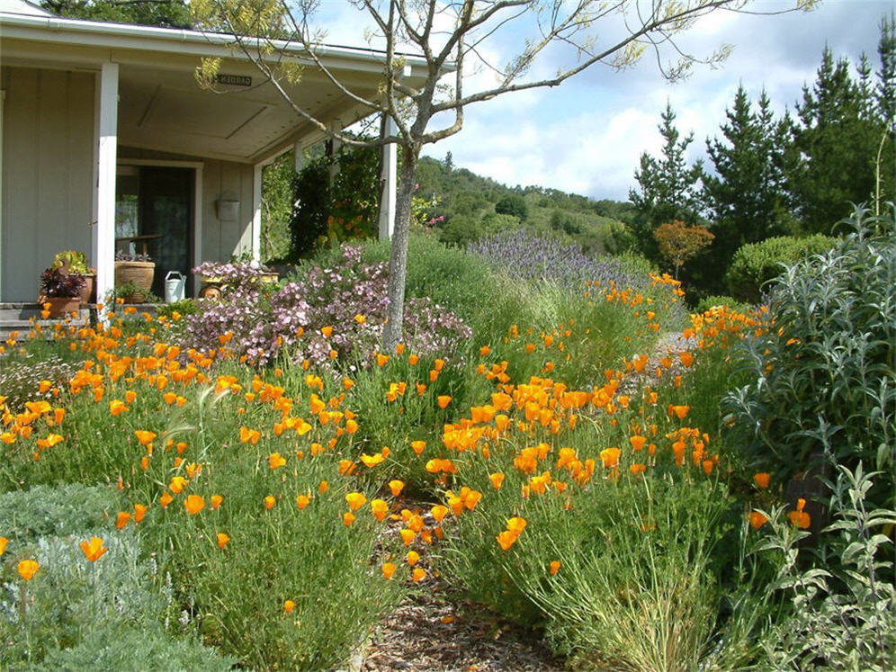 Cal Poppy Profusion