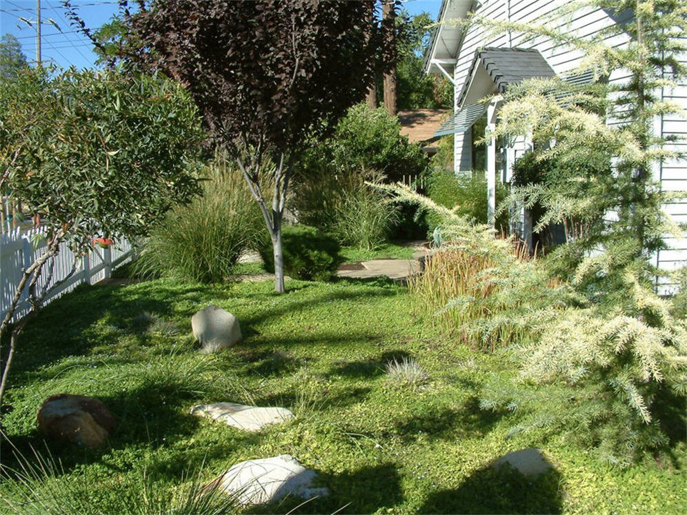 Front Yard Meadow