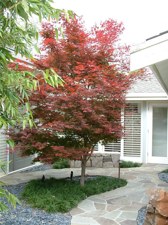 Japanese Courtyard