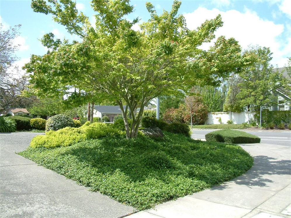 Green Carpet Garden