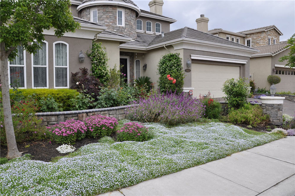 Blanket of Dymondia Front Yard