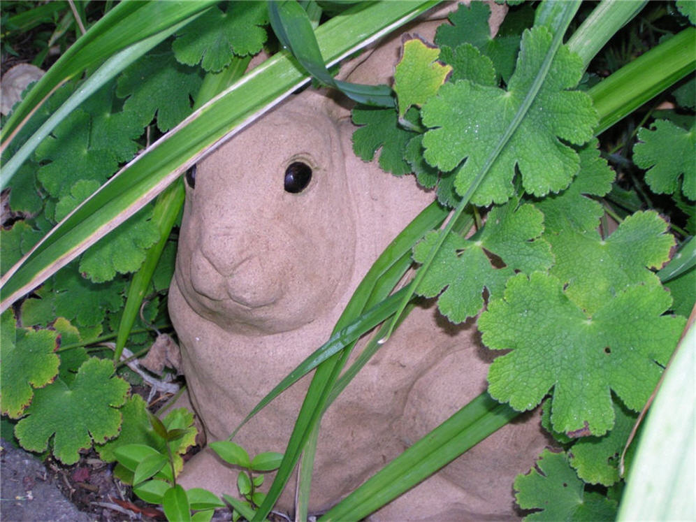 Peeking Rabbit