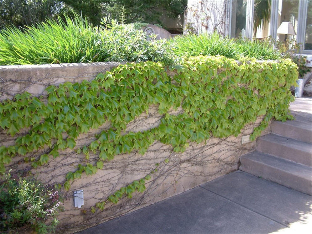 Concrete Planter Wall