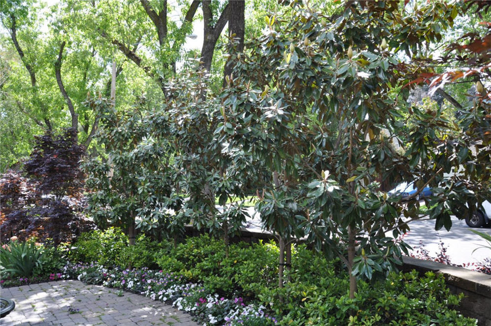 Shade Garden Magnolia Screen