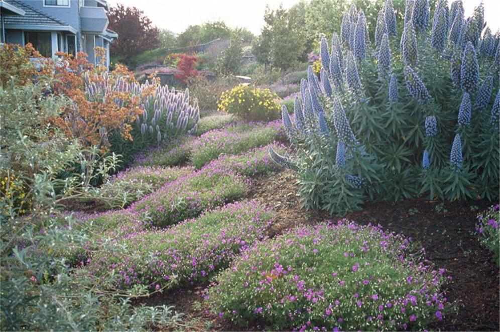 California Xeriscape