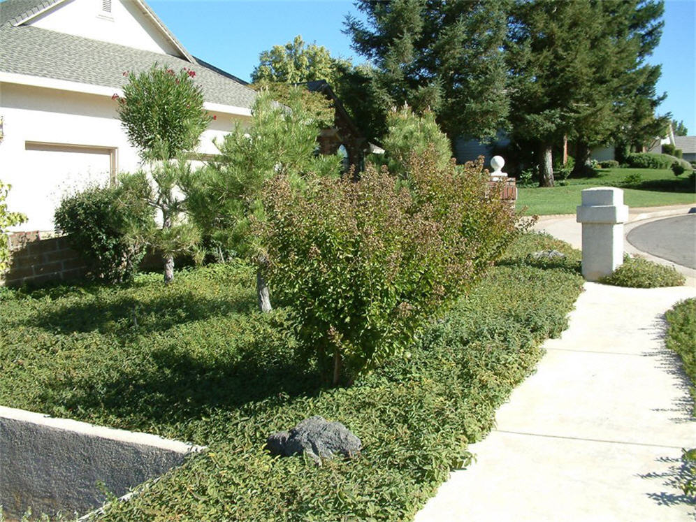 Sidewalk View Waterwise