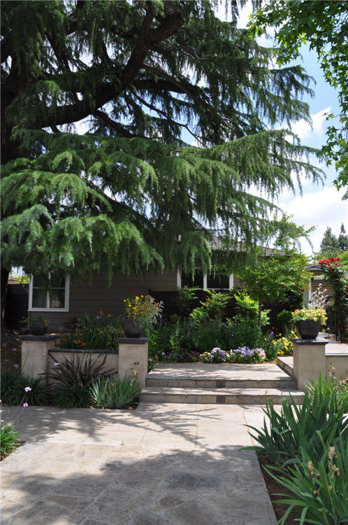 Striking Deodar Cedar