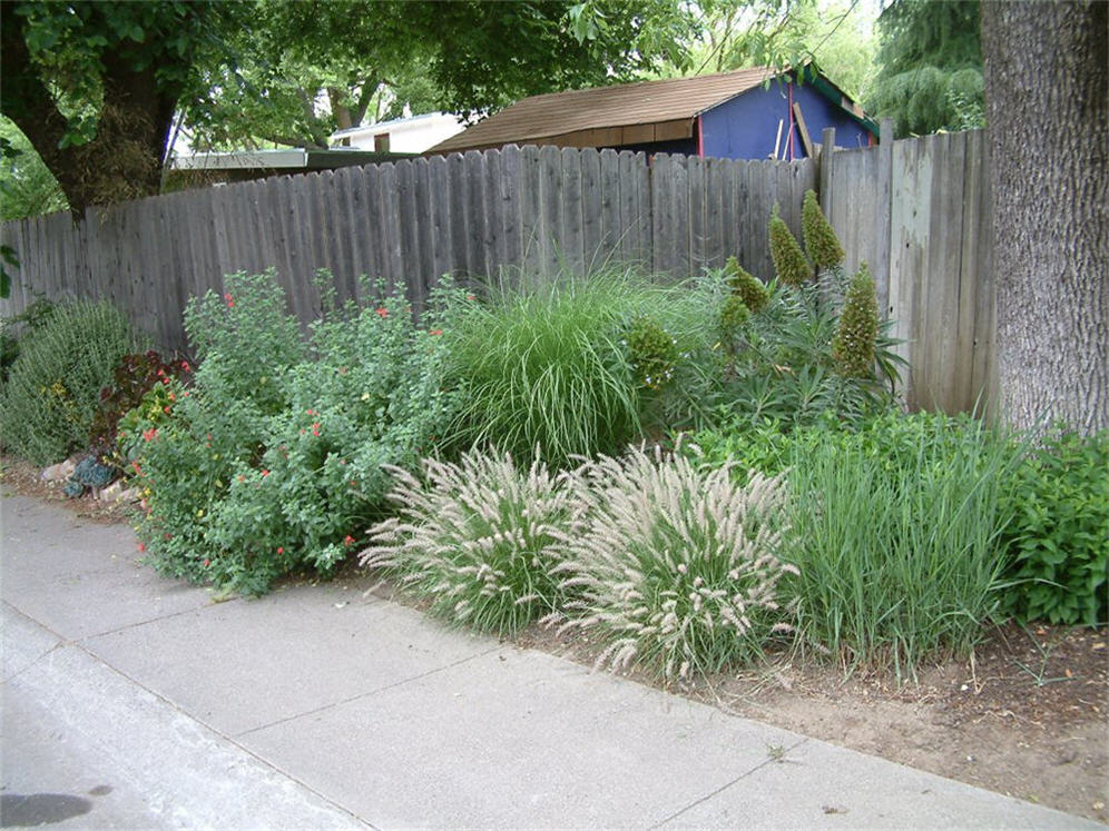 More Side Street Planting