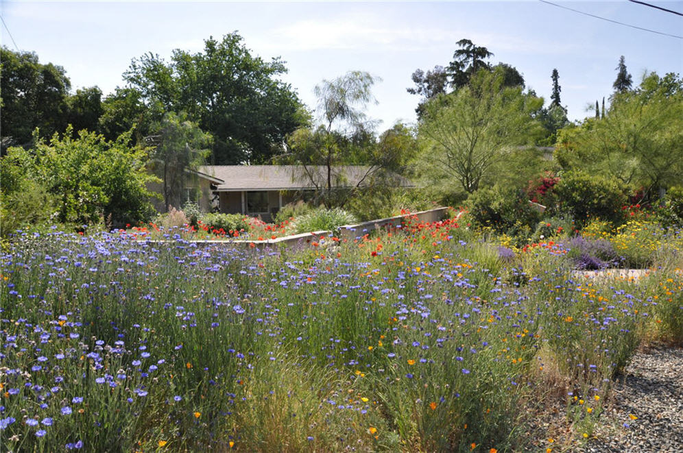 Reseeding Annual Color