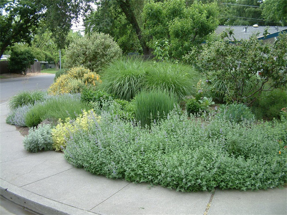 Front Corner Planting