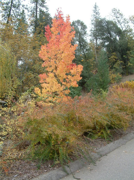 Streetside Plantings in Fall