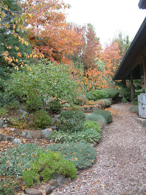 Backyard Walk in the Fall