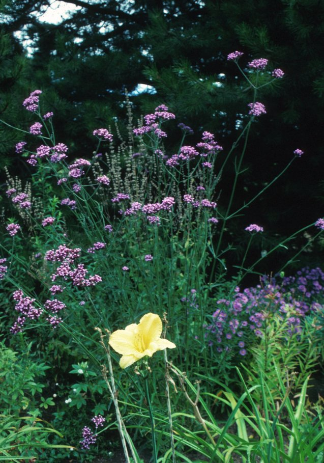 Plant photo of: Verbena bonariensis