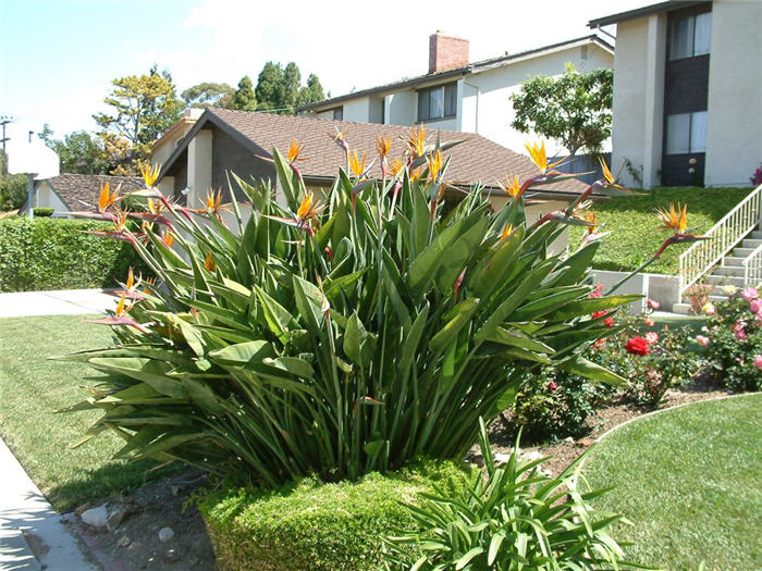 Plant photo of: Strelitzia reginae