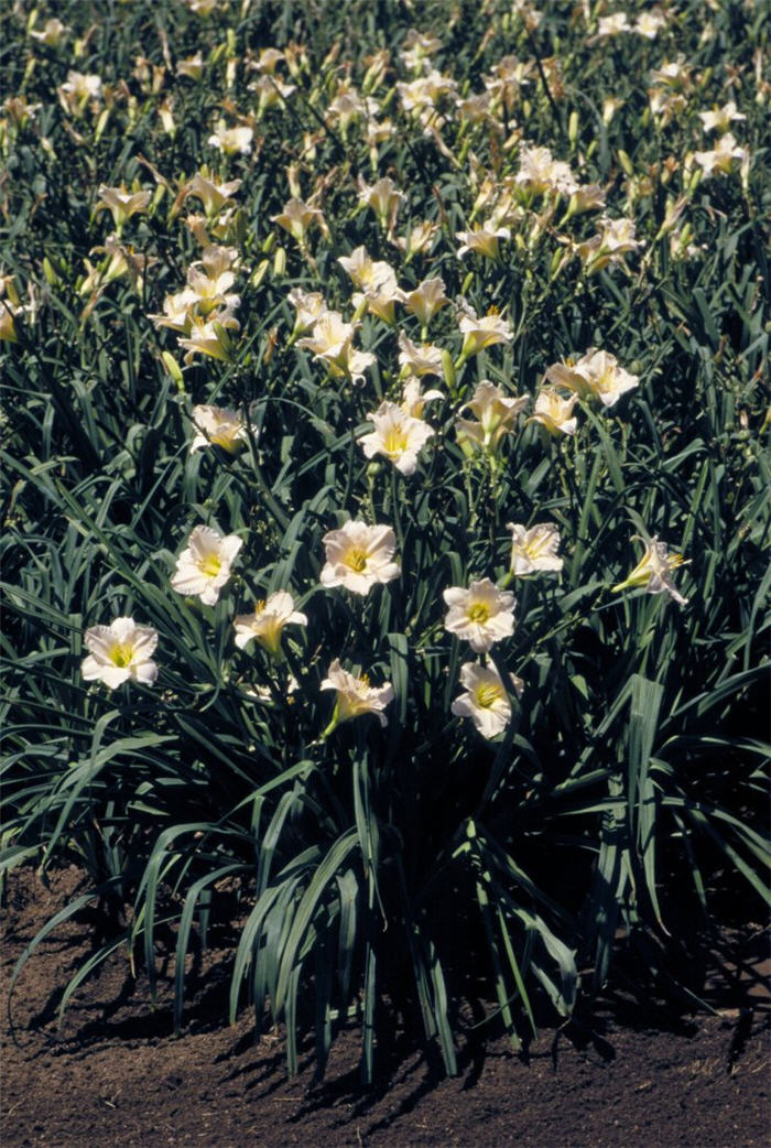 Plant photo of: Hemerocallis 'Lullaby Baby'