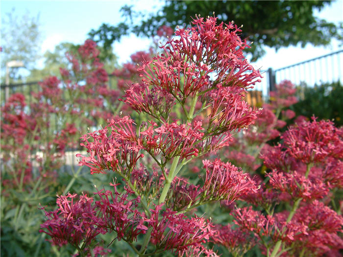 Plant photo of: Centranthus ruber