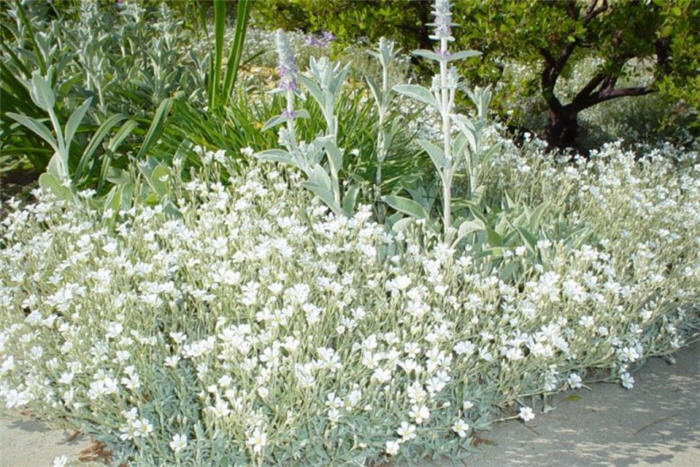 Plant photo of: Cerastium tomentosum