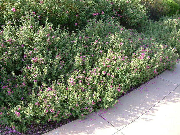 Plant photo of: Cistus 'Sunset'