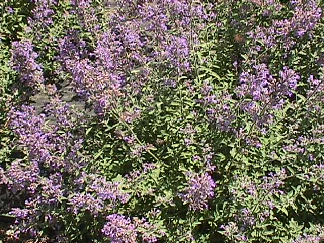 Plant photo of: Nepeta faassenii