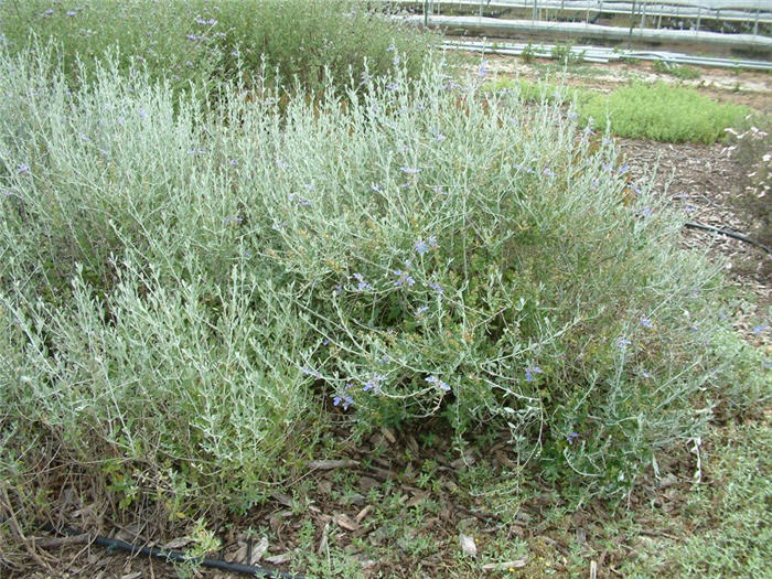 Plant photo of: Teucrium fruticans 'Azurea'