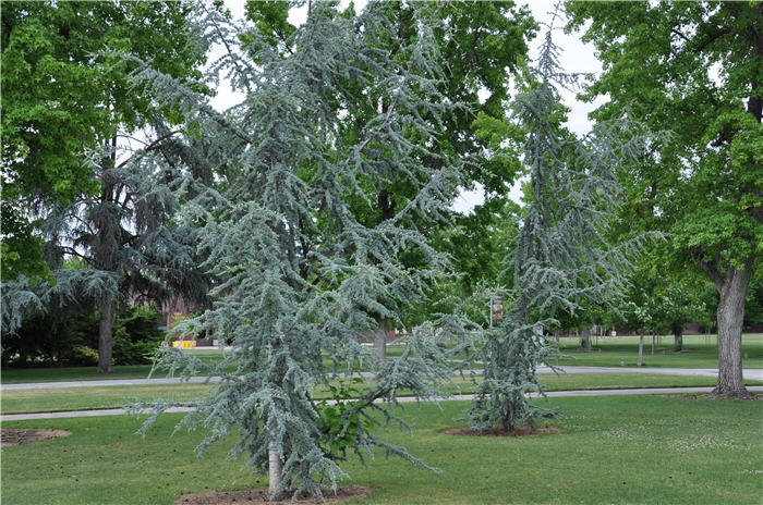 Plant photo of: Cedrus atlantica 'Glauca'