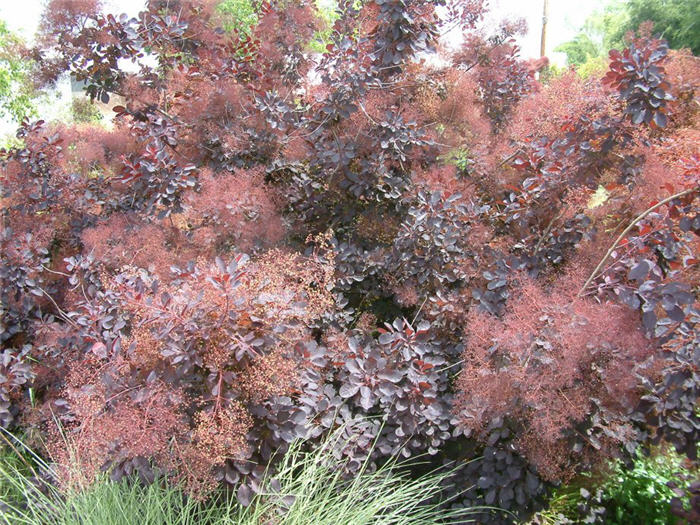 Plant photo of: Cotinus coggygria 'Royal Purple'