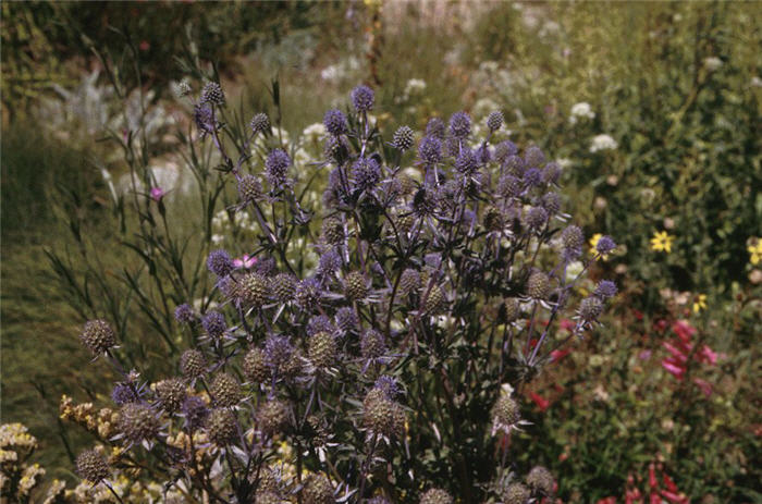 Plant photo of: Eryngium planum