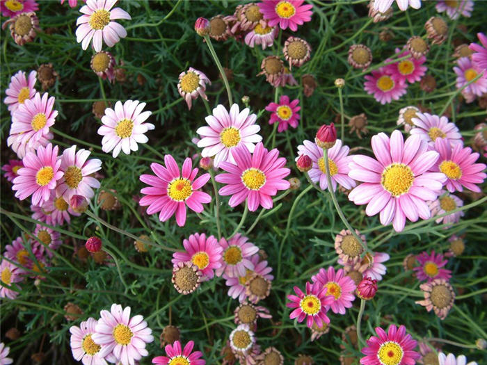 Plant photo of: Chrysanthemum frutescens 'Pink Champagne