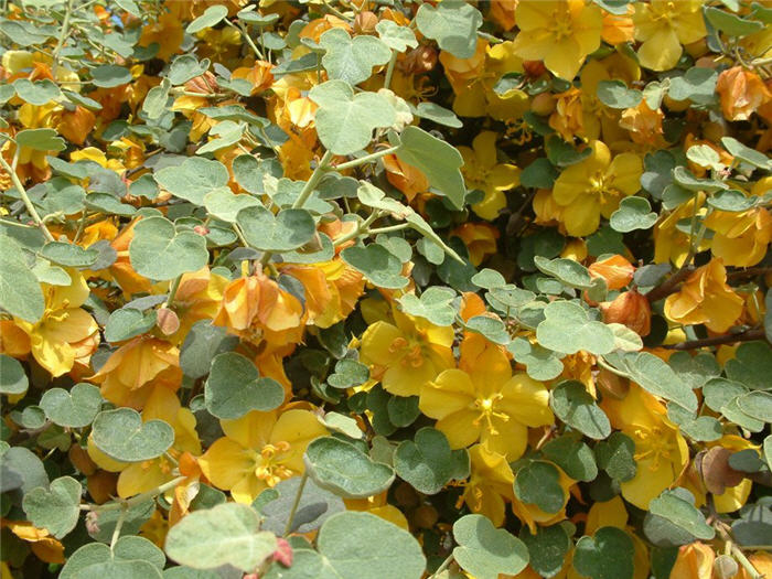 Plant photo of: Fremontodendron 'Ken Taylor'