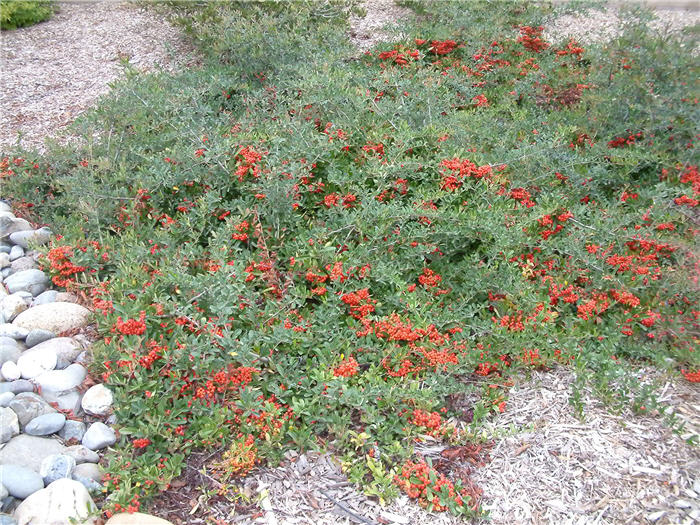 Plant photo of: Pyracantha coccinea 'Lalandei'