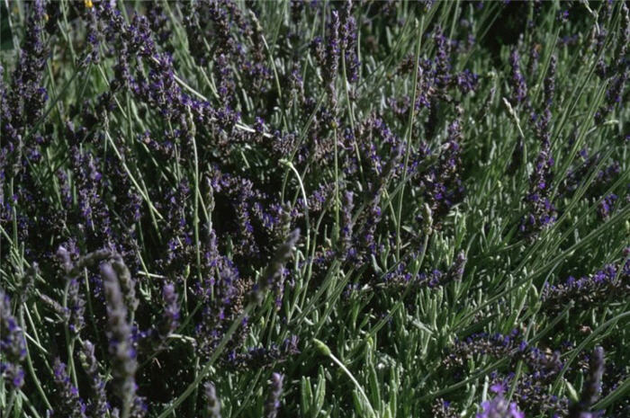 Plant photo of: Lavandula 'Goodwin Creek Grey'