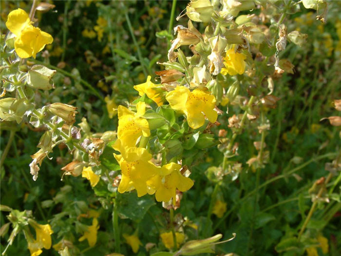 Plant photo of: Mimulus X hybridus