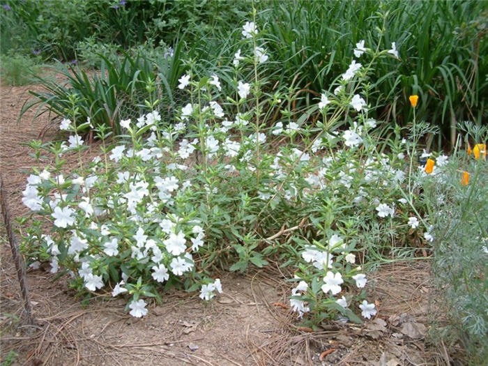 Plant photo of: Mimulus X hybridus