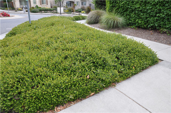 Plant photo of: Arctostaphylos densiflora 'Emerald Carpe