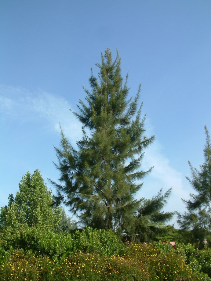 Plant photo of: Casuarina stricta