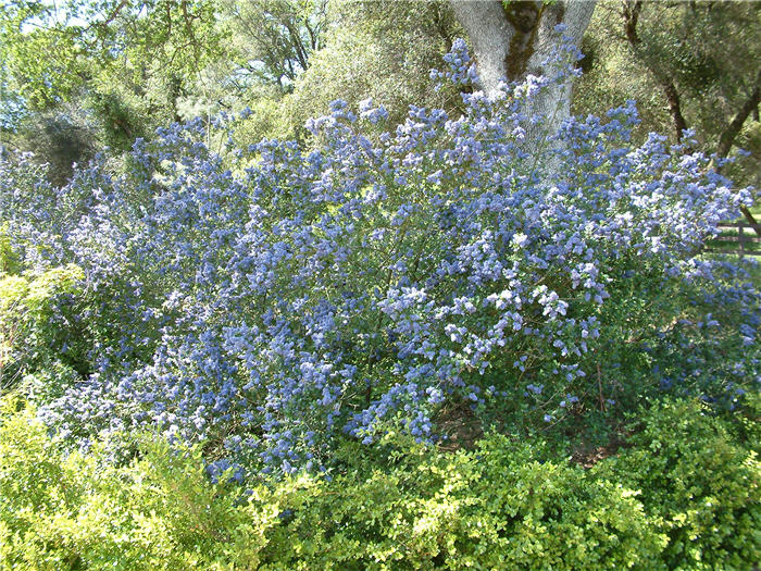 Plant photo of: Ceanothus 'Concha'