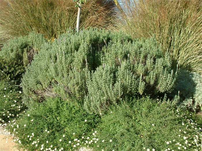 Plant photo of: Lavandula dentata