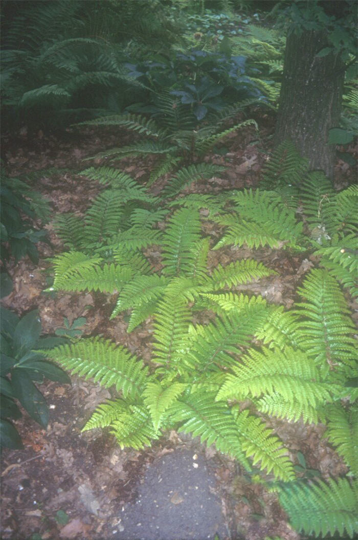 Plant photo of: Polystichum polyblepharum