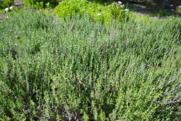 Plant photo of: Teucrium cossonii majoricum