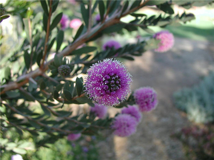 Plant photo of: Melaleuca nesophila