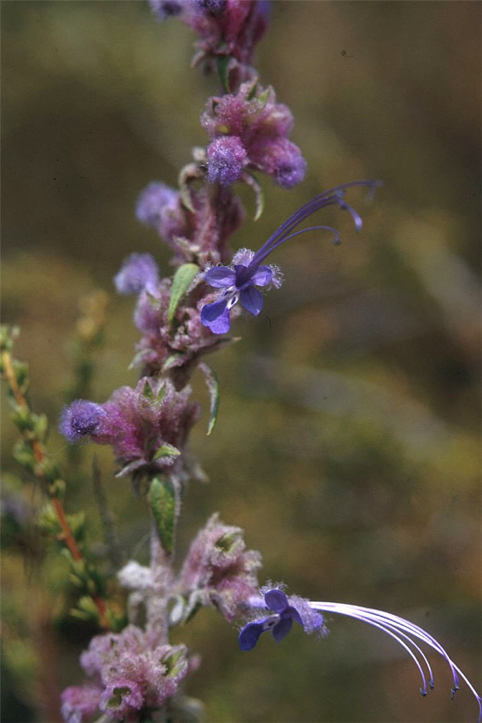 Plant photo of: Trichostema lanatum