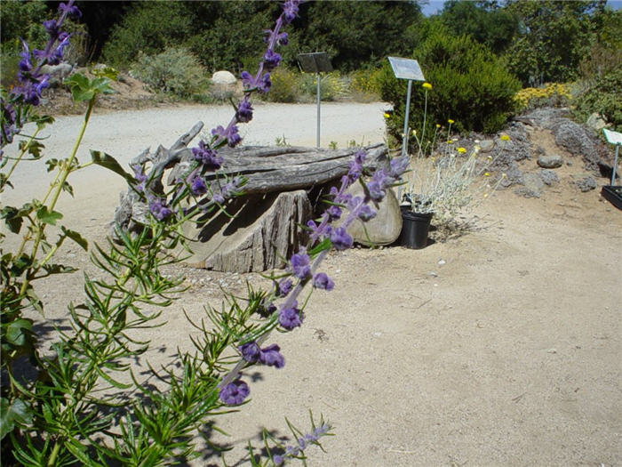 Plant photo of: Trichostema lanatum