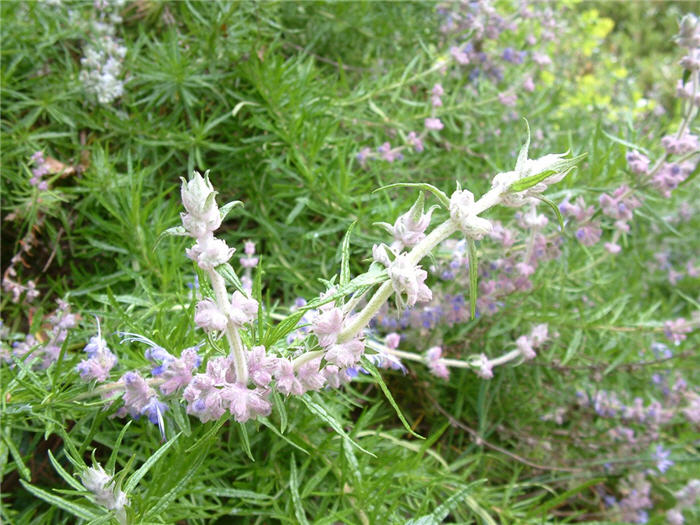 Plant photo of: Trichostema lanatum