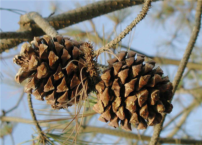 Plant photo of: Pinus torreyana