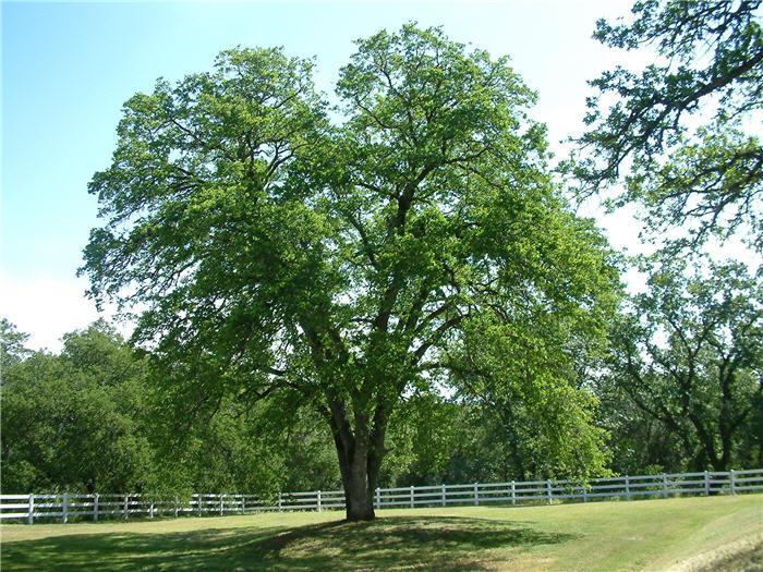 Plant photo of: Quercus lobata