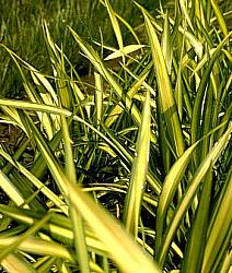 Plant photo of: Phormium 'Yellow Wave'